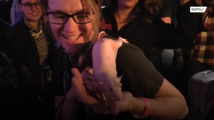 Rat-themed bar opens with a squeak in San Francisco