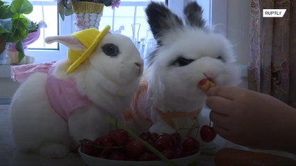 Adorable ‘Playboy’ bunnies become internet sensation