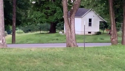 Albino Deer Spotted Near House