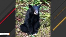 A Black Bear Was Put Down In Oregon After People Took Selfies, Fed Him