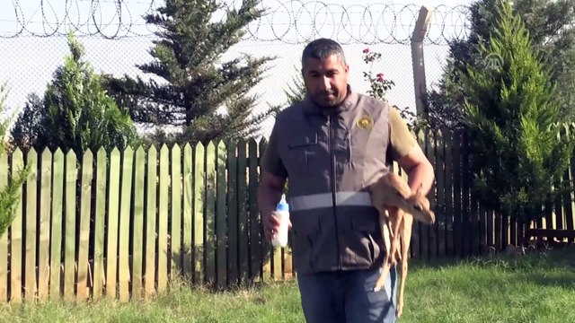 'Gazella gazella' türü dağ ceylanlarının varlığı artıyor - HATAY