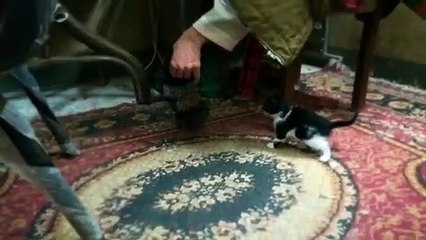 kitties play with owner