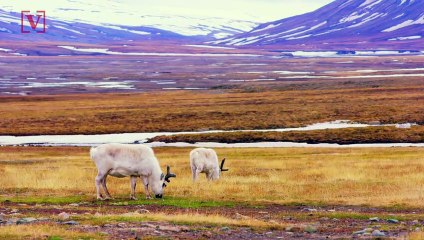 Greenland 40 Degrees Warmer! Record Melting Increases
