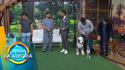 Tải video: La manera correcta de cepillar a nuestro perro según su tipo de pelo. | Venga La Alegría