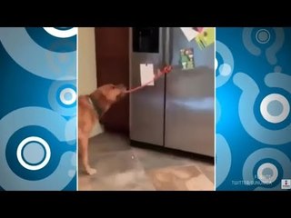 El mejor truco que le puedes enseñar a un perro | Qué Importa