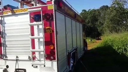 Enxame de abelhas ataca trabalhador da prefeitura no Interlagos