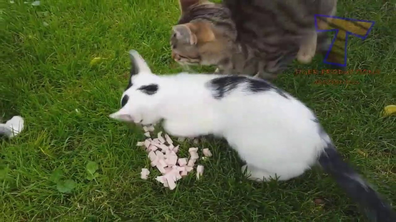  Tente não rir!  Gatos Cachorros - Animais de engraçados divertidos brincando BRIGA GATOS! Não há absolutamente nada mais engraçado! - impossível tentar não rir com esses vídeos