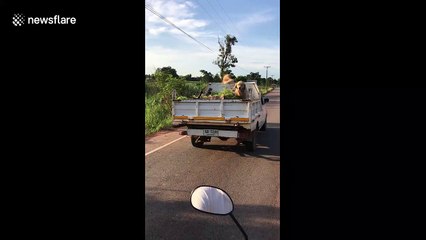 The good boys of summer: helpful dogs ride on top of truck