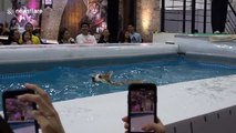 Dog diving diva: Smart Jack Russell dodges effort in event unlike Corgi competitors