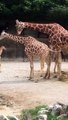 Une girafe goûte au pipi d'une autre girafe et sa réaction est mythique