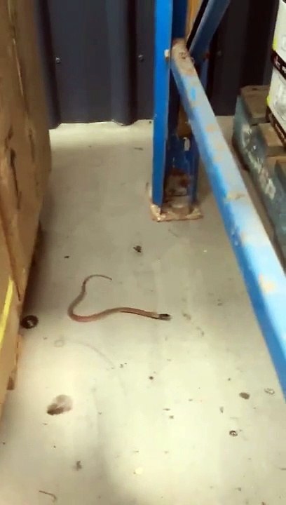 Une araignée capture un serpent dans sa toile : veuve noire impressionnante