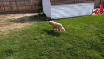 Ce chien se met en chasse pour attraper un lapin... en peluche