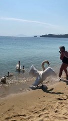 Swan Scares Lady into the Sea