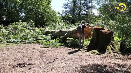 Brève: une tempête à Onex