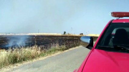 Anız ateşi buğday tarlasını yaktı - ŞANLIURFA