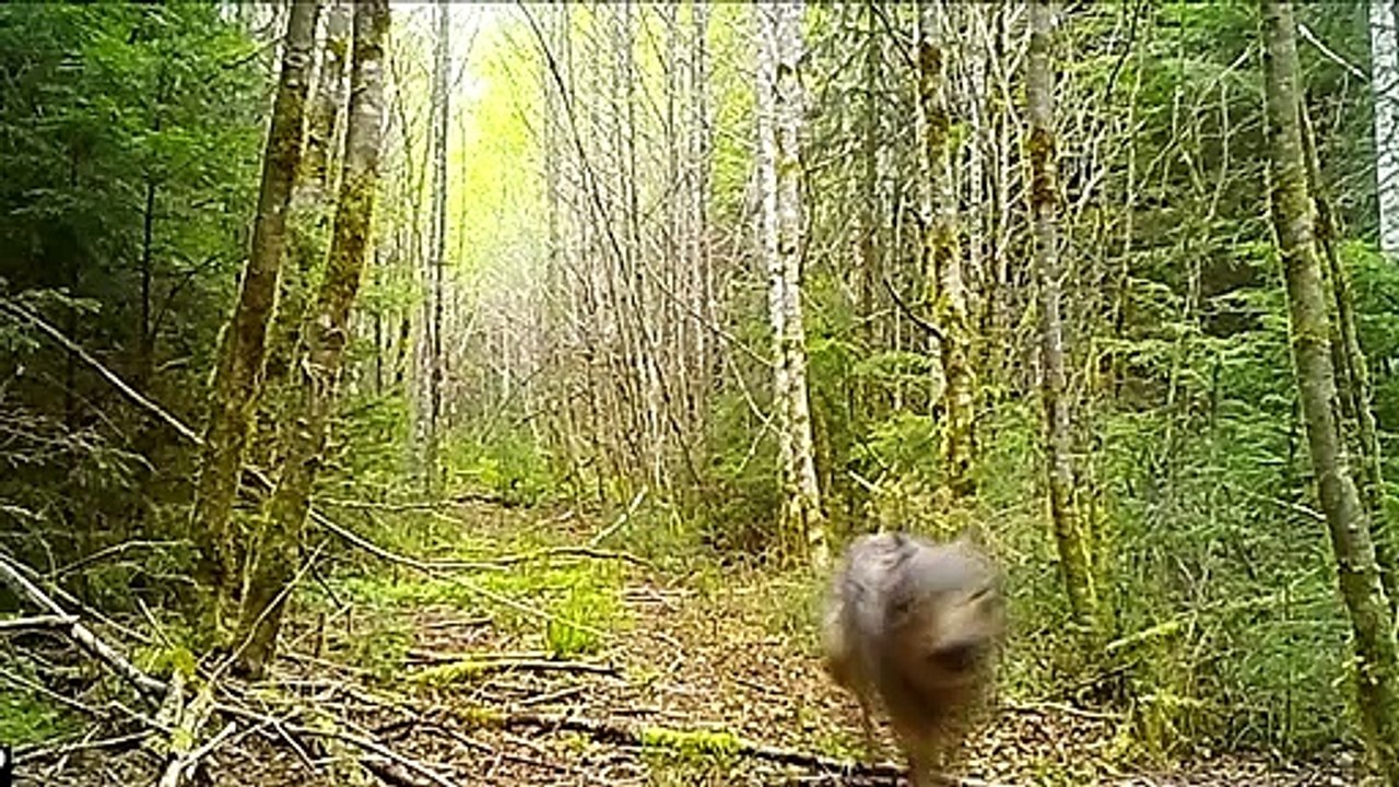 Wolf Closes in on Prey