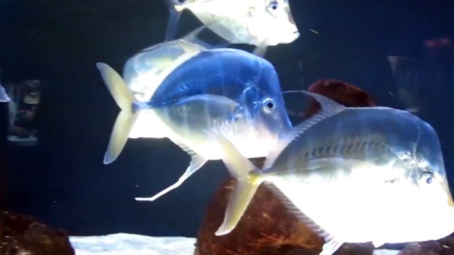 Reducción de O2 en océanos hace peligrar las especies antárticas