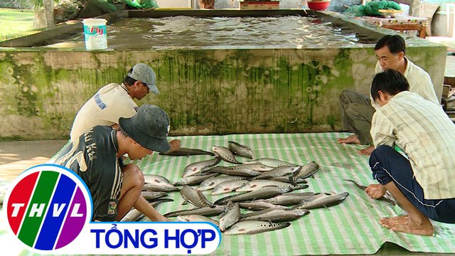 THVL | Nông nghiệp bền vững: Hậu Giang nuôi cá thát lát an toàn, bền vững