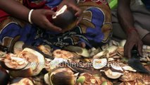 Taad or Tal Palm - Palmyra palma Fruit, Sundarbans, West Bengal, India - 4 k stock footage for local cutting Toddy palm