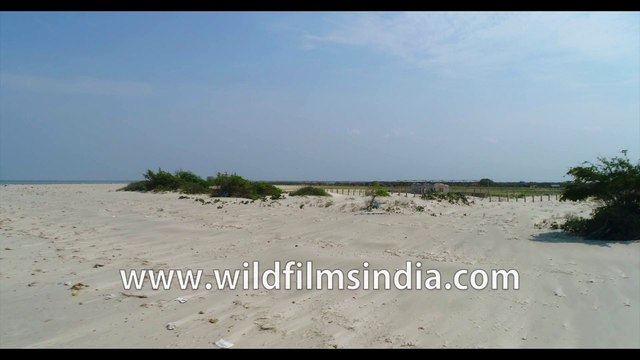 Bakkhali Sunset Point, 4k Aerial Sunama Park, Susni Island Mangroves, West Beach Side , Frasergunj Harbour, West Bengal, Bay of Bengal , India- stock footage