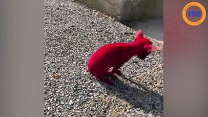 Cet homme n’a rien trouvé de mieux que de teindre son chihuahua... en rouge !