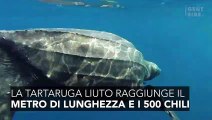 La tartaruga con la bocca più spaventosa mai vista