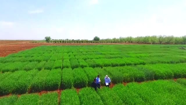 Yeni arpa çeşidi Ayhan dan yüksek verim garantisi