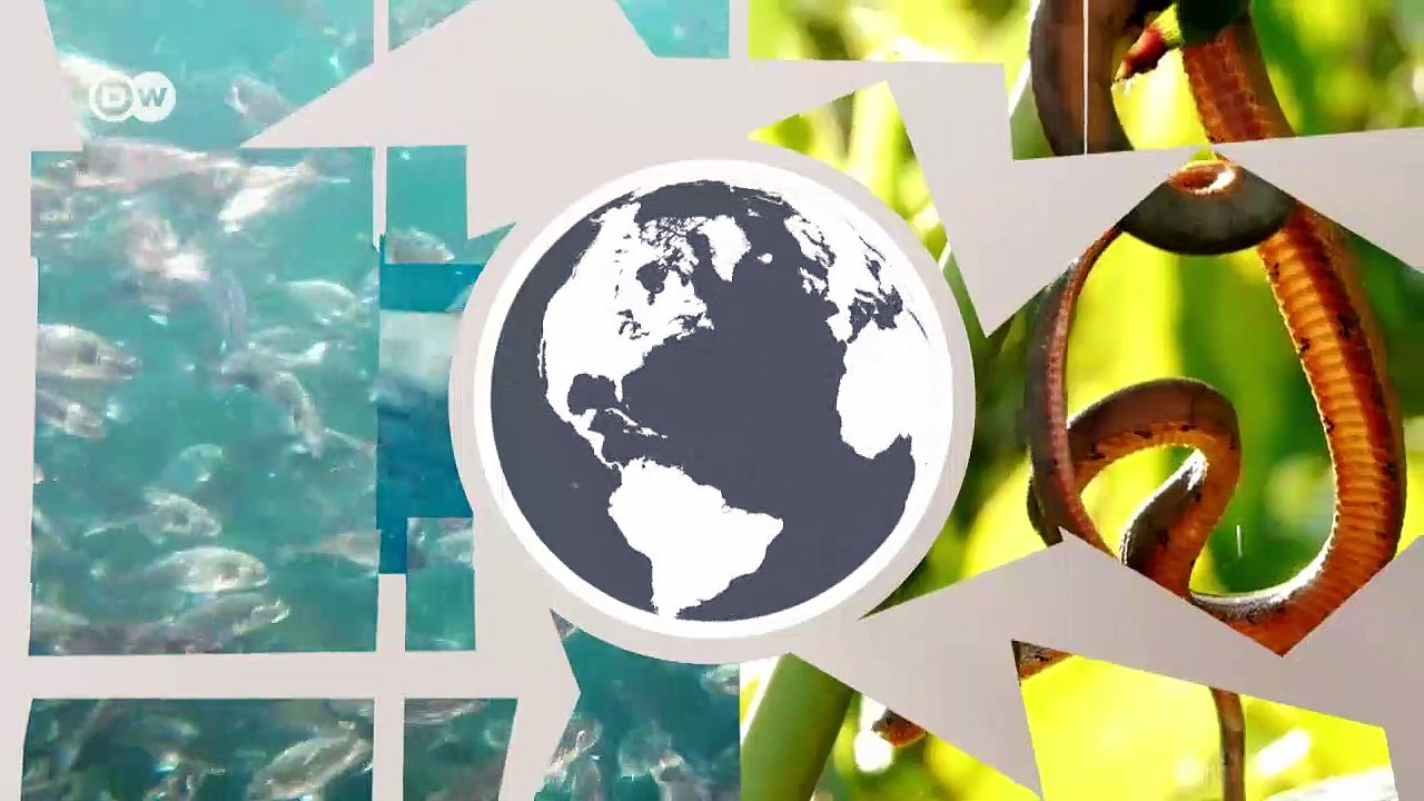 Wildtierhandel - Was tun gegen das kriminelle Geschäft? | Global 3000