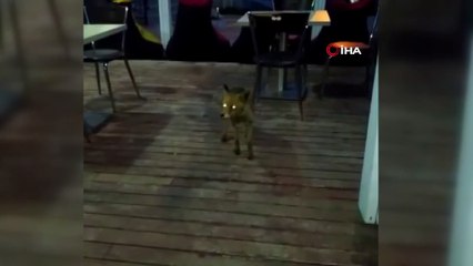Aç kalınca oteli mesken etti...Tilkiyi elleriyle böyle beslediler