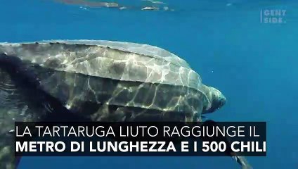 La tartaruga con la bocca più spaventosa mai vista