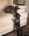 Cute pets are teasing each other