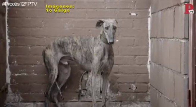 Febrero, un mes devastador para los galgos
