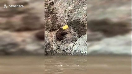 Police officers remove plastic bucket stuck on brown bear's head in China's Qinghai