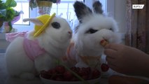 Очаровательные кролики стали звездами социальных сетей в Китае