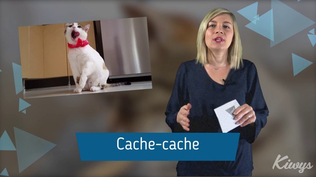 Jouer avec son chat : des idées amusantes