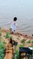 Quand un chien  protège une petite fille qui est au bord de l’eau