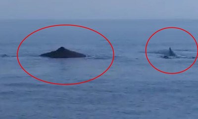 Balina sürüsü Akdeniz'de böyle görüntülendi