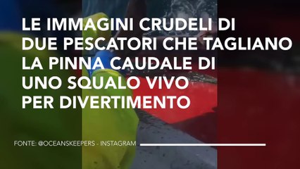 下载视频: LE IMMAGINI CRUDELI DI DUE PESCATORI CHE TAGLIANO LA PINNA CAUDALE DI UNO SQUALO VIVO PER DIVERTIMENTO 3672