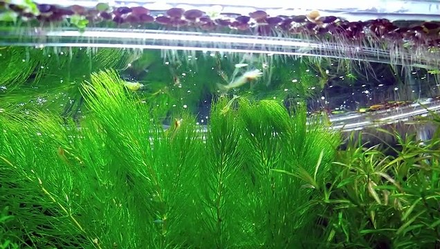 11 Months Update - (Peace and Balance) NO filter, NO CO2, NO Ferts 5 Gallon Nano Tank