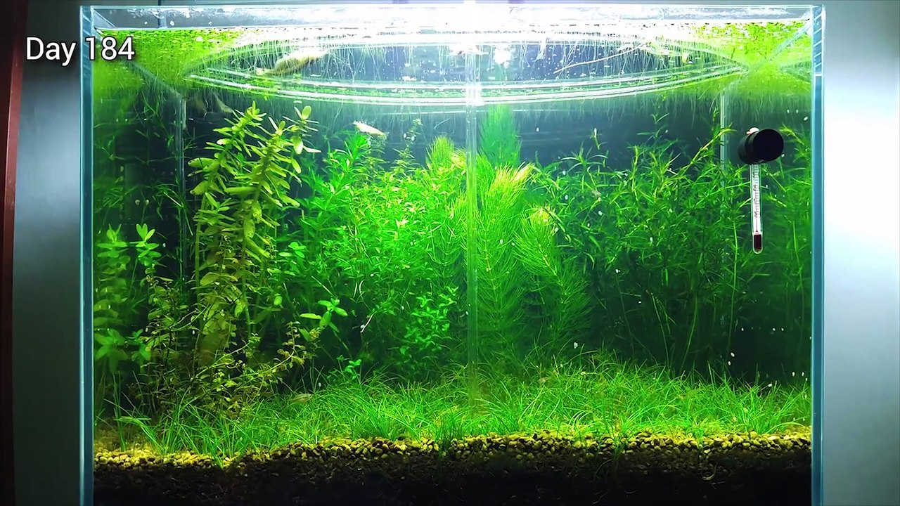 10 Months Update - (Melting Pot of Shrimps) NO filter, NO CO2, NO Ferts 5 Gallon Nano Tank