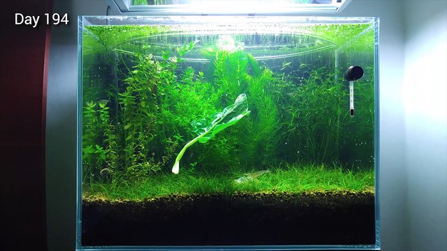 9 Months Update - (Saving Amano Larvae) NO filter, NO CO2, NO Ferts 5 Gallon Nano Tank