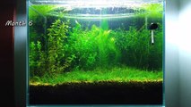 12 Months Update - (Surprise Baby Gourami) NO filter, NO CO2, NO Ferts 5 Gallon Nano Tank