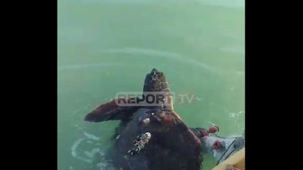 Report TV - Vlorë, 'Ik dhe mos u kthe më', peshkatari liron breshkën qe i ra në rrjetë