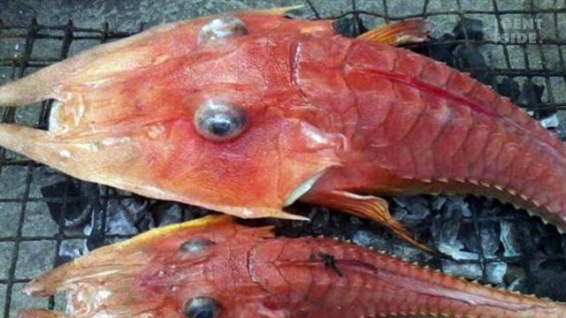 Ha tirato fuori dall'acqua questa creatura - poi ha notato qualcosa di veramente strano