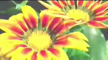 Maison de Vie (Per Ânkh) : 6 milliards de pygmees