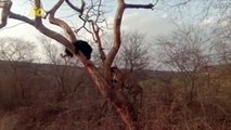 Tourists Capture the Moment a Bear Narrowly Escapes Tiger by Climbing Up a Tree