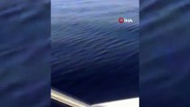 - Akdeniz’in Balinaları Kıbrıs Açıklarında Görüldü