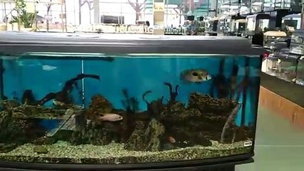 Ce poisson suit cette fillette où qu'elle marche autour de l'aquarium !