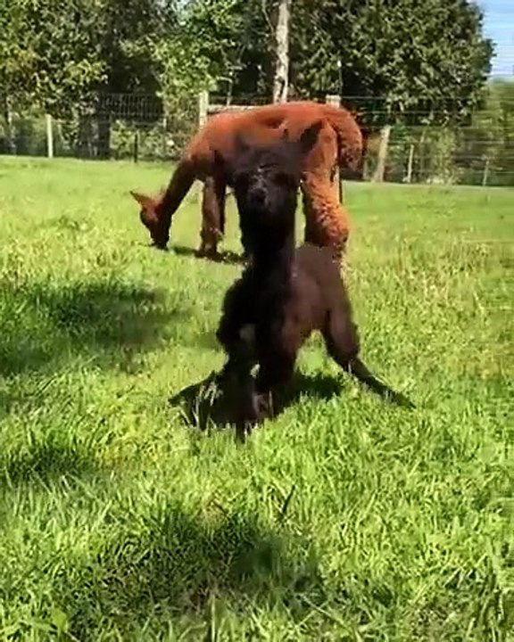 Premiers pas d'un bébé Lama qui vient de naître !