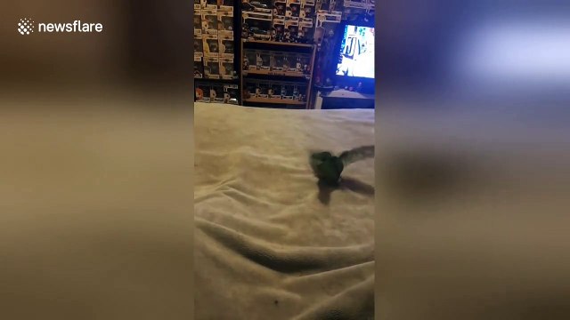 Pet bird plays fetch like a dog with paper ball in Australian home